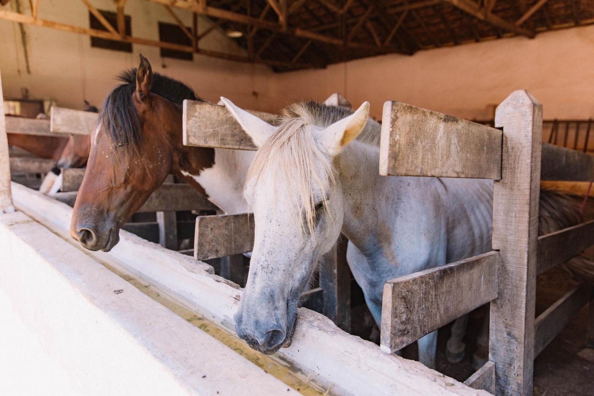 Resort Fazenda 3 Pinheiros Engenheiro Passos Kültér fotó