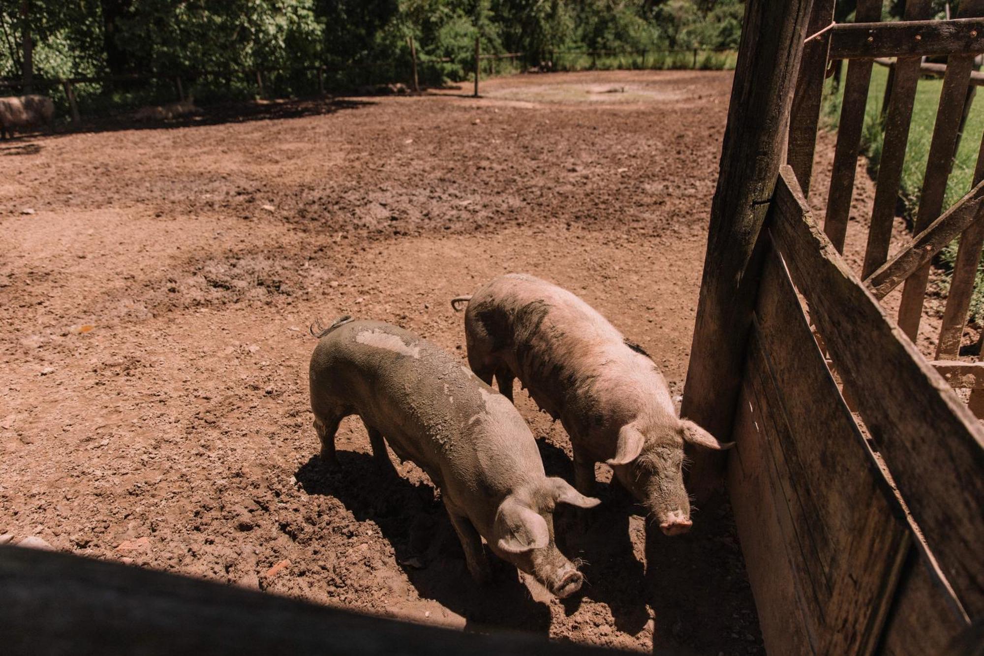 Resort Fazenda 3 Pinheiros Engenheiro Passos Kültér fotó
